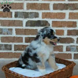 Brooklyn, Miniature Australian Shepherd Puppy